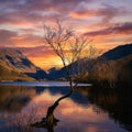 The Lonely Tree sunrise greetings card