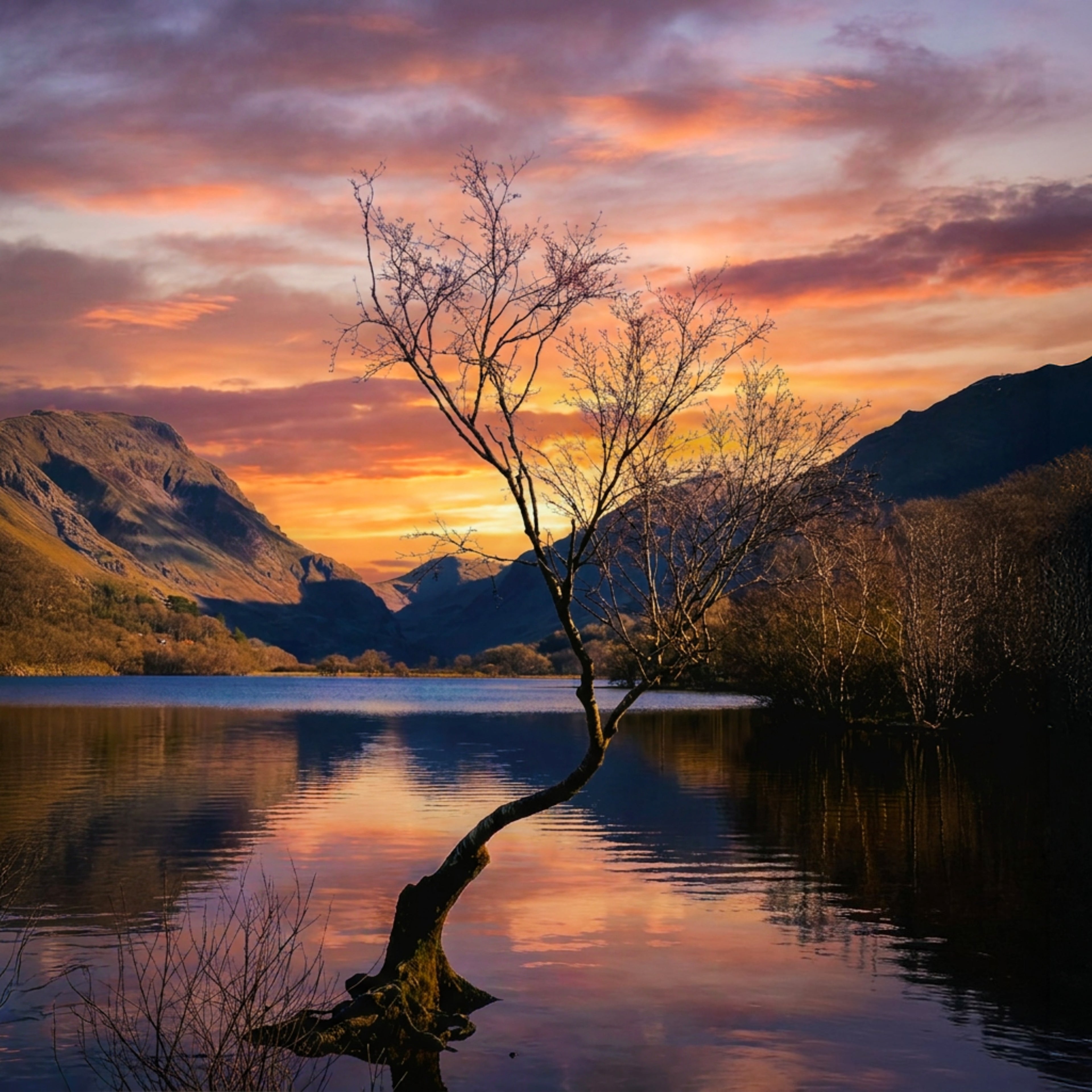 The Lonely Tree sunrise greetings card